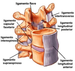 Ligamentos de la columna vertebral ligamentos