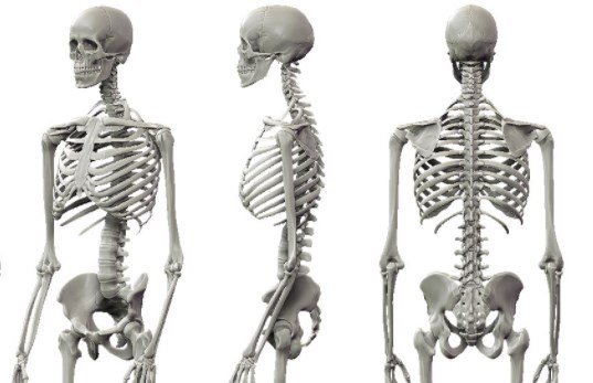 Osteológia