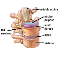 Vertebras de la columna vertebral