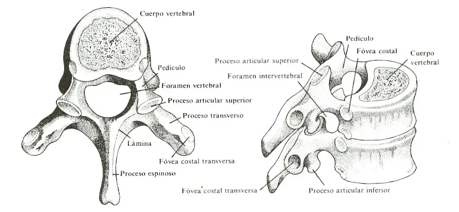 Partes de una vertebra desde dos perspectivas