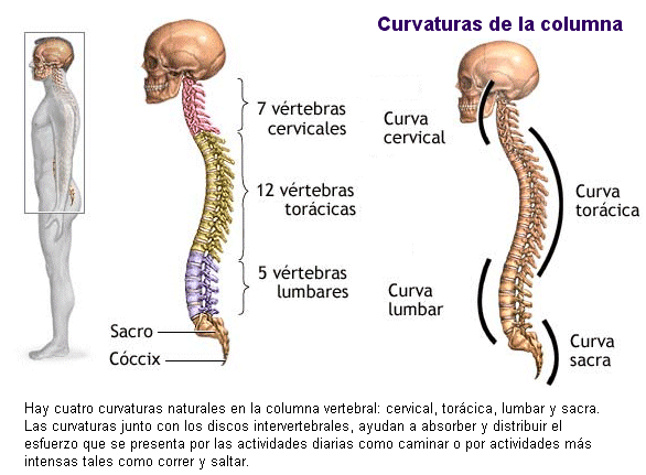 Curvatura normal de la columna