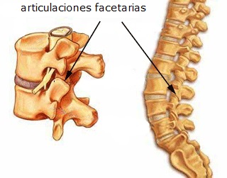 articulaciones facetarias