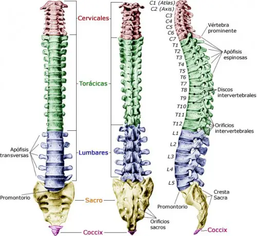 Función de la columna vertebral
