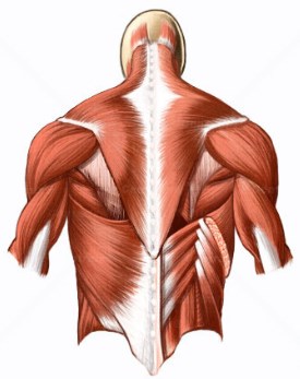 En la kinesiología de la columna vertebral, los músculos tienen una participación importante