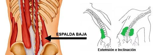 En la kinesiología de la columna vertebral están involucrados músculos que actúan en la región lumbar