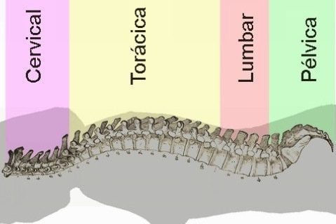 La estructura ósea de la columna, está diseñada para proteger la médula espinal