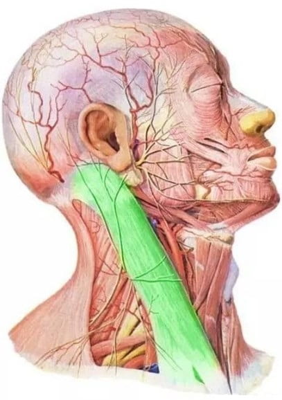 La función principal del músculo esternocleidomastoideo es mantener la cabeza estable 