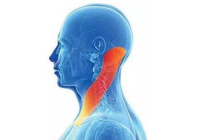 El músculo esternocleidomastoideo es el más importante del costado del cuello