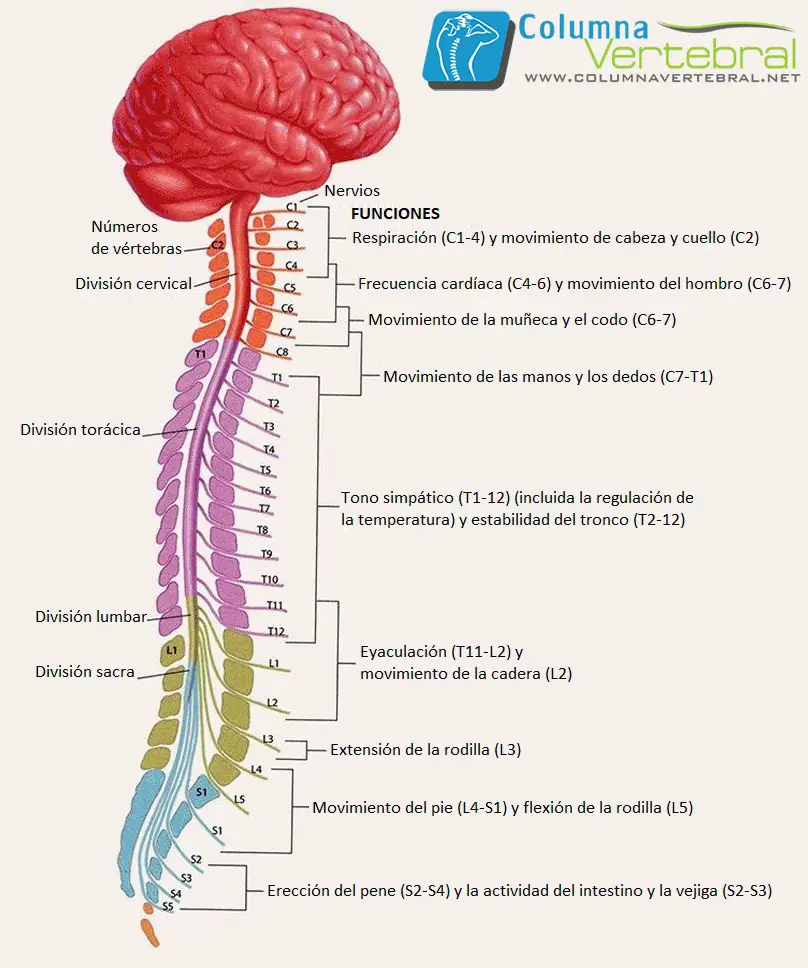 Funciones de las médula espinal