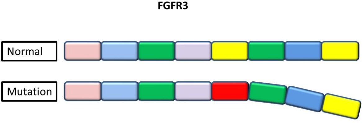 La hipocondroplasia es causada por mutaciones en el gen FGFR3